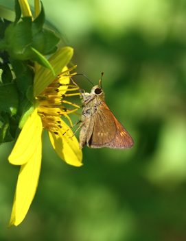 Tawny-edged Skipper